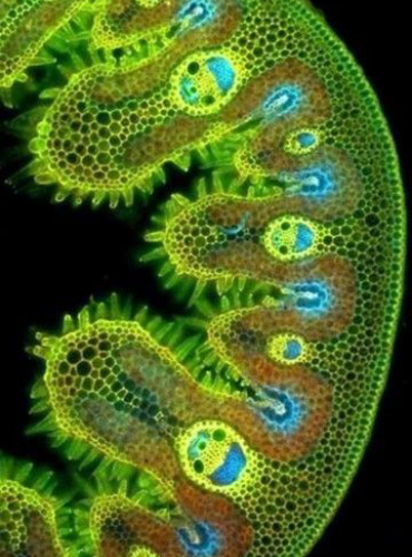 imagen de celulas amarillas con cara feliz